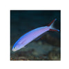 BPK Farm LIVE STOCK Purple Tilefish - (Hoplolatilus purpureus)