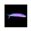 BPK Farm LIVE STOCK Purple Tilefish - (Hoplolatilus purpureus)