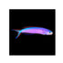 files/bpk-farm-live-stock-purple-tilefish-hoplolatilus-purpureus-40477779525862.jpg