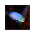 files/bpk-farm-live-stock-purple-tilefish-hoplolatilus-purpureus-40477779755238.jpg