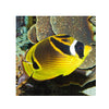 BPK Farm LIVE STOCK Racoon Butterfly Fish