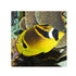 files/bpk-farm-live-stock-racoon-butterfly-fish-40514075328742.jpg