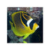 files/bpk-farm-live-stock-racoon-butterfly-fish-40514075361510.jpg