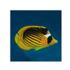 BPK Farm LIVE STOCK Racoon Butterfly Fish