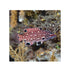 files/bpk-farm-live-stock-red-diana-hogfish-bodianus-diana-40586694754534.jpg