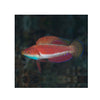 BPK Farm LIVE STOCK Sailfin Fairy Wrasse