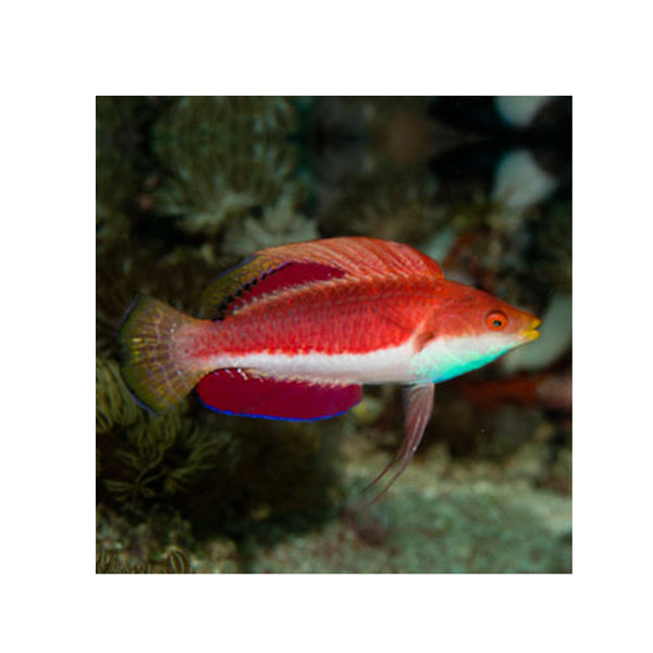 BPK Farm LIVE STOCK Sailfin Fairy Wrasse