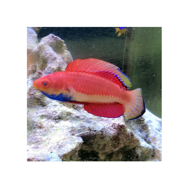 BPK Farm LIVE STOCK Sailfin Fairy Wrasse