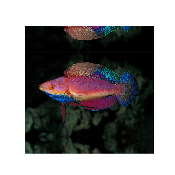 BPK Farm LIVE STOCK Sailfin Fairy Wrasse