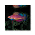 files/bpk-farm-live-stock-sailfin-fairy-wrasse-40511134171366.jpg