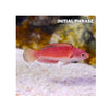 BPK Farm LIVE STOCK Sailfin Fairy Wrasse