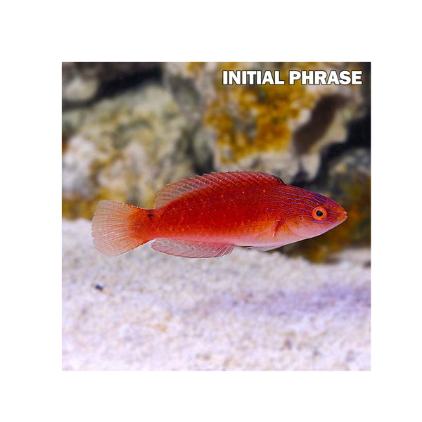 BPK Farm LIVE STOCK Sailfin Fairy Wrasse