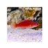 files/bpk-farm-live-stock-sailfin-fairy-wrasse-40511134269670.jpg