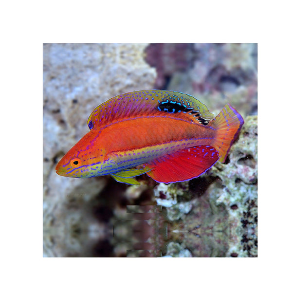 BPK Farm LIVE STOCK Sailfin Fairy Wrasse