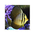 files/bpk-farm-live-stock-sailfin-tang-desjardini-40548510236902.jpg