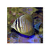 files/bpk-farm-live-stock-sailfin-tang-desjardini-40548510269670.jpg