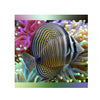 BPK Farm LIVE STOCK Sailfin Tang / Desjardini