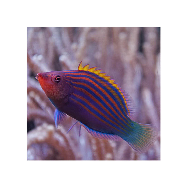 BPK Farm LIVE STOCK Six Line Wrasse - (Pseudocheilinus hexataenia)