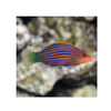 BPK Farm LIVE STOCK Six Line Wrasse - (Pseudocheilinus hexataenia)