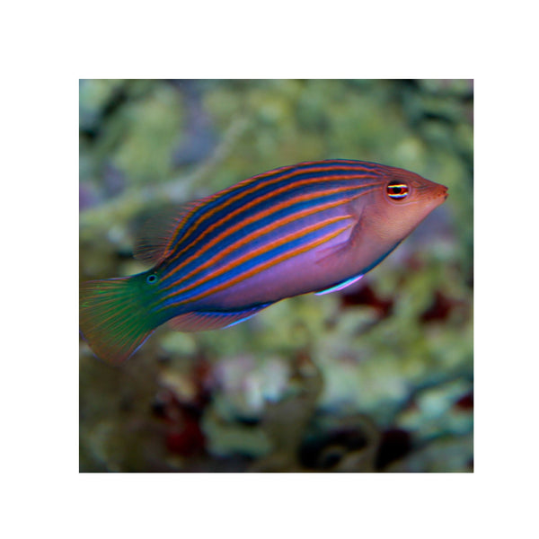 BPK Farm LIVE STOCK Six Line Wrasse - (Pseudocheilinus hexataenia)