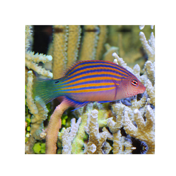 BPK Farm LIVE STOCK Sixstriped Wrasse