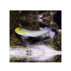 BPK Farm LIVE STOCK Sleeper Gold Head Goby