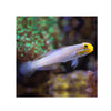 BPK Farm LIVE STOCK Sleeper Gold Head Goby