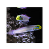 BPK Farm LIVE STOCK Sleeper Gold Head Goby