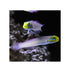 files/bpk-farm-live-stock-sleeper-gold-head-goby-40603280900326.jpg