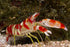 files/bpk-farm-live-stock-snapping-shrimp-pistol-shrimp-39832110989542.jpg