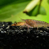 BPK Farm LIVE STOCK Snapping Shrimp/Pistol Shrimp