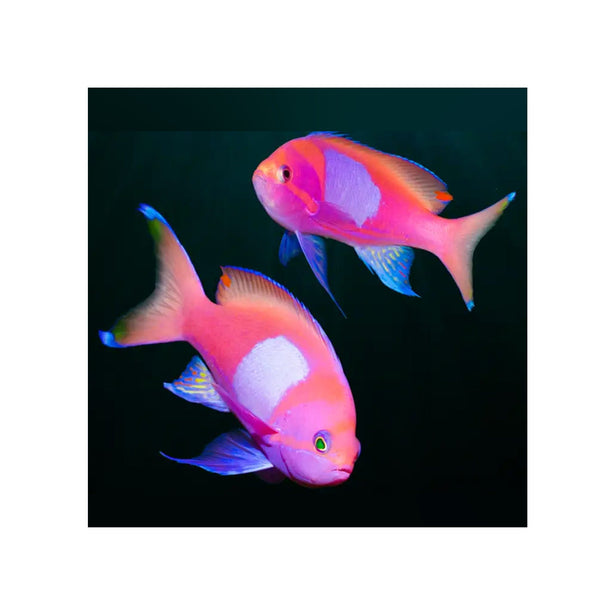 BPK Farm LIVE STOCK Squareback Anthias / Female