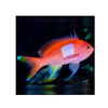 BPK Farm LIVE STOCK Squareback Anthias / Female