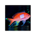 files/bpk-farm-live-stock-squareback-anthias-female-40482095825126.jpg