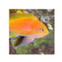 files/bpk-farm-live-stock-squareback-anthias-female-40482095857894.jpg