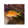 BPK Farm LIVE STOCK Squareback Anthias / Female