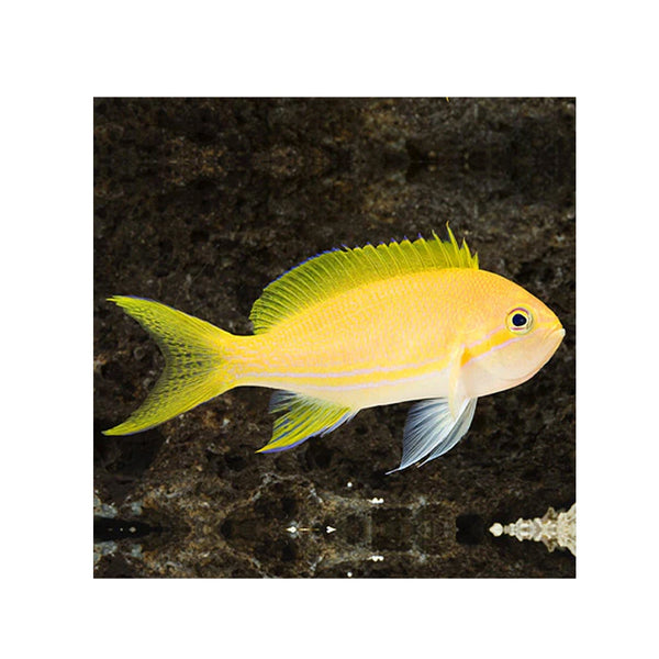 BPK Farm LIVE STOCK Squareback Anthias / Female