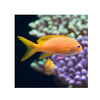 BPK Farm LIVE STOCK Squareback Anthias / Female