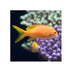 files/bpk-farm-live-stock-squareback-anthias-female-40482096021734.jpg