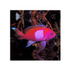 BPK Farm LIVE STOCK Squareback Anthias / Female