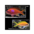 files/bpk-farm-live-stock-squareback-anthias-female-40482096120038.jpg