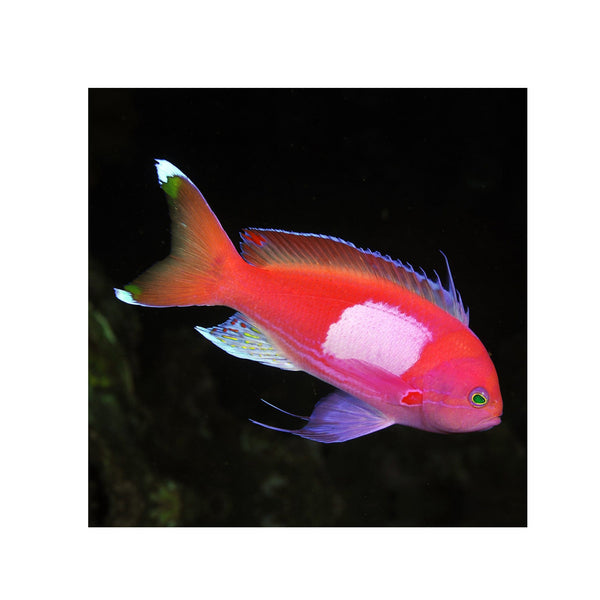 BPK Farm LIVE STOCK Squareback Anthias / Female