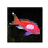 files/bpk-farm-live-stock-squareback-anthias-female-40482096152806.jpg