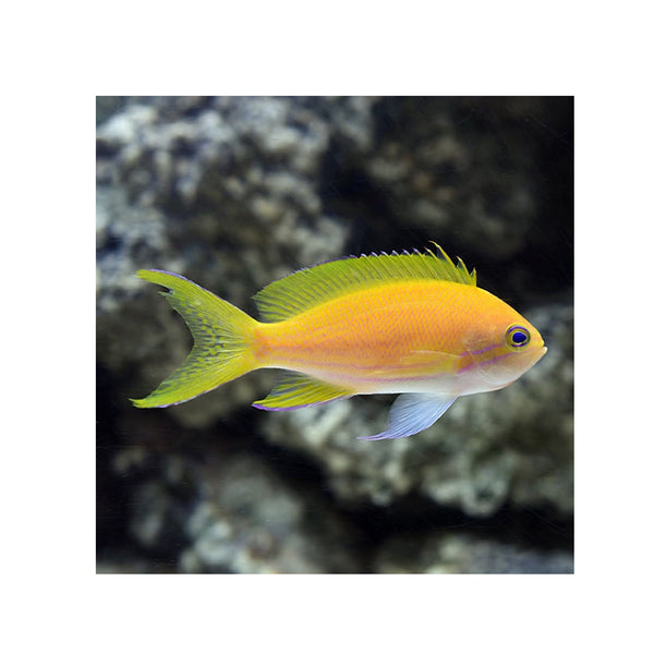 BPK Farm LIVE STOCK Squareback Anthias / Female