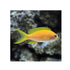 files/bpk-farm-live-stock-squareback-anthias-female-40482096251110.jpg