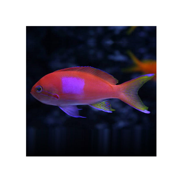 BPK Farm LIVE STOCK Squareback Anthias / Female