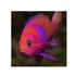 files/bpk-farm-live-stock-squareback-anthias-female-40482096349414.jpg