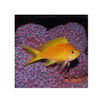 BPK Farm LIVE STOCK Squareback Anthias / Female