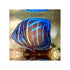 files/bpk-farm-live-stock-sub-adult-annularis-angelfish-pomacanthus-annularis-40666934575334.jpg