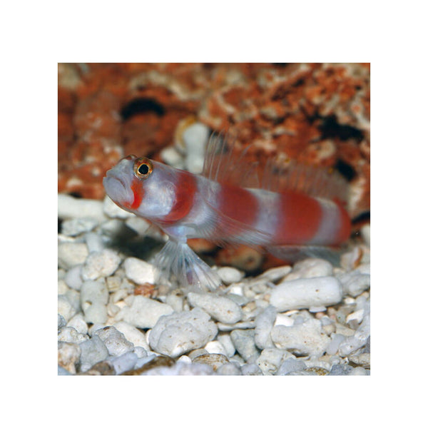 BPK Farm LIVE STOCK Sunburst Goby